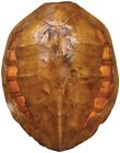 0593-tl Euroluxhome Wall Sconce Turtle Large Cast Resin New 100014054317