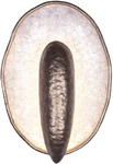 Kalco 523331 Spat 12" Tall Led Wall Sconce - Pearlized Antique Brass. Fixed Price $522.00.