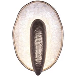 Kalco Lighting 523331PAB Spat Wall Sconce Pearlized Antique Brass. Fixed Price $522.00.