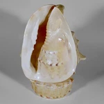 Large Conch Accent Lamp Base Needs Light & Cord 11 1/2" Tall. Fixed Price $95.00.