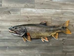 42" Lake Trout Replica Mount Metal Wall Art Realistic Fishing Decor. Fixed Price $185.00.
